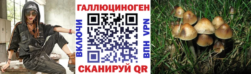 Купить закладки  Стародуб  Псилоцибиновые грибы мицелий